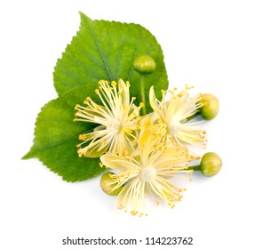 linden flowers on a white background