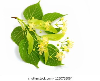 716 Tilia platyphyllos Images, Stock Photos & Vectors | Shutterstock