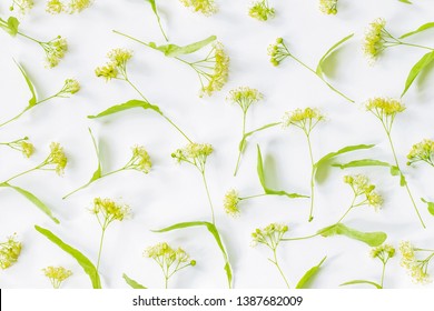 linden flowers on a white background. abstract background with linden flowers top view.
