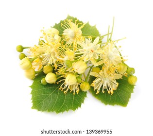 linden flowers on a white background