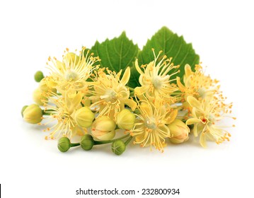 Linden flowers on a white background 