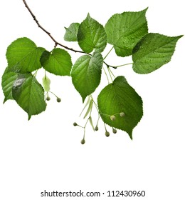 Lindengrüne Blätter mit Wassertropfen einzeln auf weißem Hintergrund