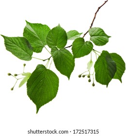 Lindengrüne Blätter mit Wassertropfen einzeln auf weißem Hintergrund