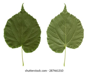 Linden leaf. Green plant isolated on white background. Front and back sides of one leaf. Photo for nature lovers or designs on the theme of deciduous trees. - Shutterstock ID 287461310