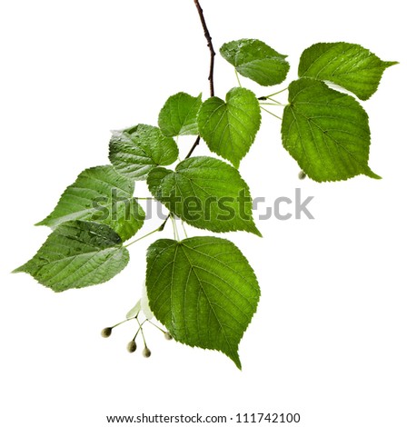 linden tree branch with water drops border isolated on white