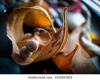 Linden Tree Fruit In Rolled Dry Ash Tree Leaf