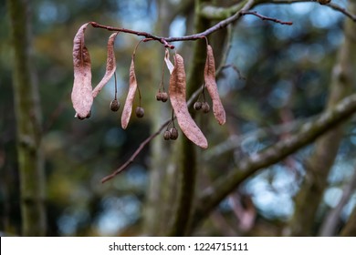 Linden Tree Fruits In Autumn