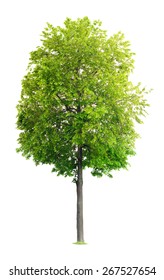 Linden-tree Images, Stock Photos & Vectors | Shutterstock