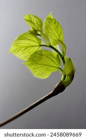 linden tree leaf bud emerging and opening on neutral background 