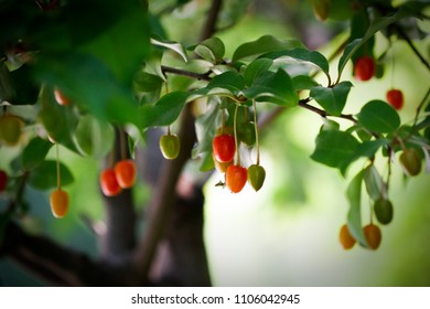 Linden Tree With Red Berries