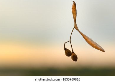 Linden Tree Seeds In The Wind