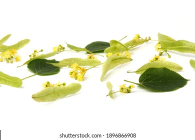 Littleleaf Linden の画像 写真素材 ベクター画像 Shutterstock