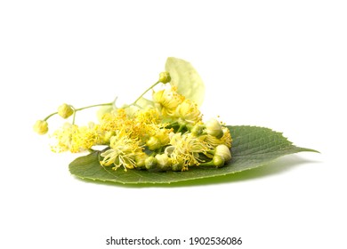 Littleleaf Linden の画像 写真素材 ベクター画像 Shutterstock