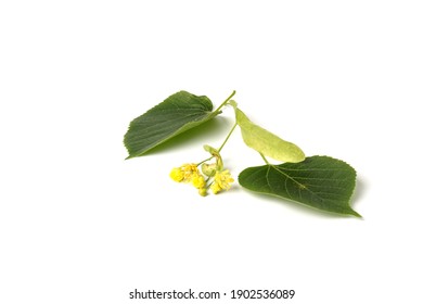 Littleleaf Linden の画像 写真素材 ベクター画像 Shutterstock