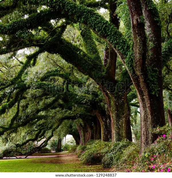 Line Ancient Oak Trees Park Setting Stock Photo (Edit Now) 129248837