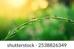 A line of ants walk along a blade of grass in a field.