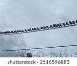 Line of birds along a telephone wire