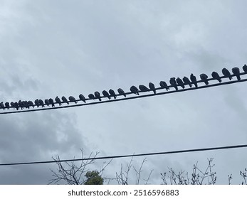 Line of birds along a telephone wire - Powered by Shutterstock