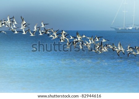 Line of Black Skimmers flock rising above sea bay. Latin name -  Rynchops niger.
With copy space.