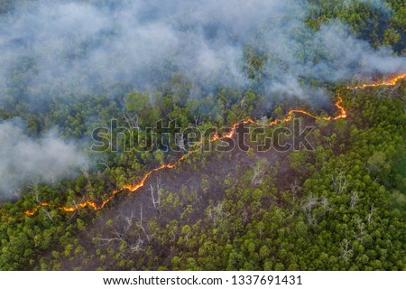 line of bush fire at peatland jungle in Sabah Borneo Malaysia