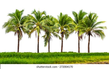 Line Up Of Coconut Tree And Grassland Isolated On White Background