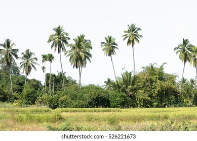 Line Coconut Tree Isolated On White Stock Photo 526221673 | Shutterstock