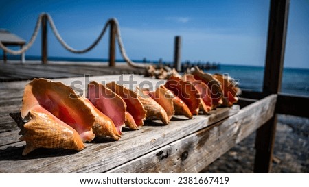 A line of conch shells on a pier in Eleuthera, Bahamas