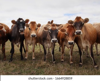 Line Up Of Dairy Cows In Taranaki