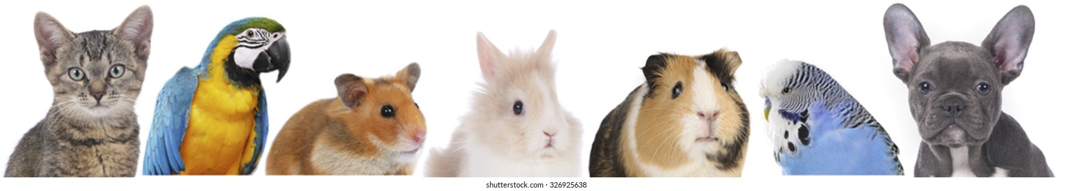 line of different pets, heads of dog,cat,bird,rodent isolated