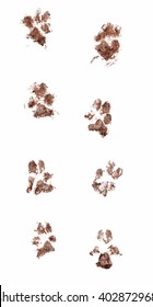 Line Of Dirty Dog Paw Prints Made With Real Mud. Isolated On White Background