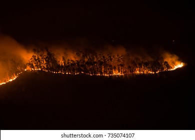 
Line Of Fire In The Forest At Night In Gran Canaria