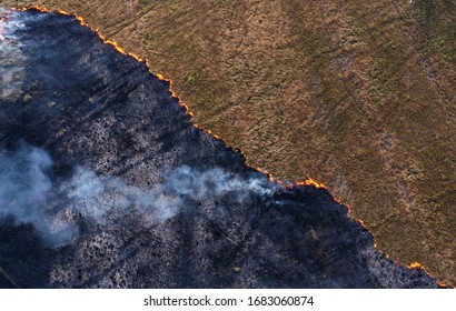 Line Of Fire At Peatland Jungle