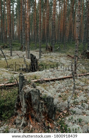 Line fortifications for defense during World War 2. Karelia