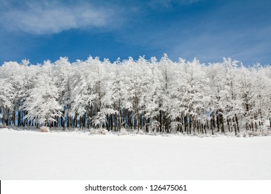 Line Of Frozen Tree In A Snowy Landscape