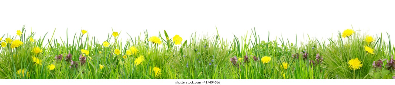 Line Of Grass With Wild Flowers 