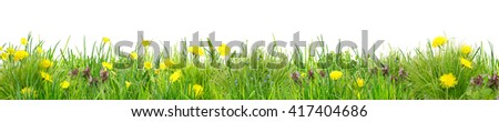 line of grass with wild flowers 