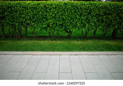 Line Of Green Garden Bushes Background