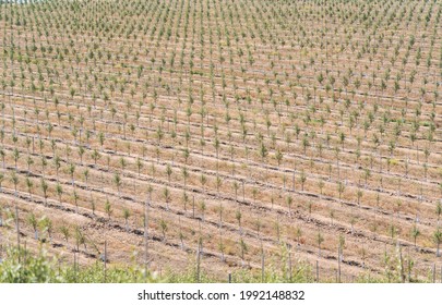 Line Of Intensive Olive Trees Plantation, Young Plants In Spain, Ecological Plantation, Biodynamic Agriculture.