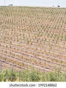 Line Of Intensive Olive Trees Plantation, Young Plants In Spain, Ecological Plantation, Biodynamic Agriculture.