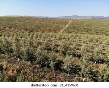 Line Of Intensive Olive Trees Plantation, Young Plants In Spain, Ecological Plantation, Biodynamic Agriculture.	