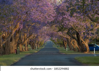 Line of Jacaranda trees are creating purple flower tunnel in the sunset time. Grafton, Australia.   