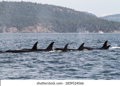 Line Up Of Killer Whale Orca Pod