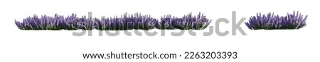 line lavender flowers isolated on white background, 3D artist rendering 