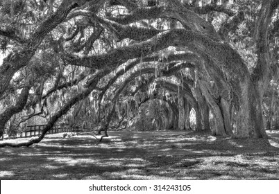 Line Of Live Oak Trees With Spanish Moss On A Classic American Slave Plantation In Black And White