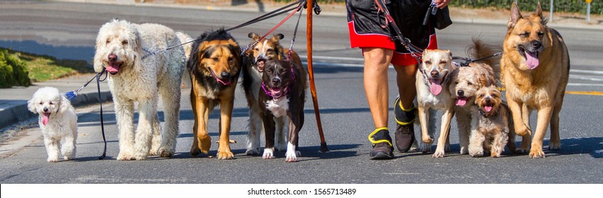 Line of nine (9) mixed breed dogs on leashes including Labradoodle,poodle,boxer,German Shepard,yorkshire with dog walker’s legs visible