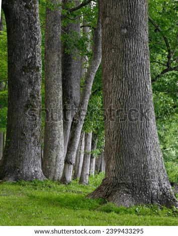 Line of oak trees at Landsford Canal State Park in South Carolina. 