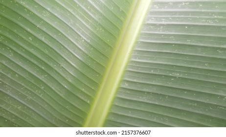 the line on the banana leaf and the cleavage there is a yellow outline 