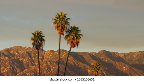 A line of palm trees and the San Gabriel Mountains in the background.  - Shutterstock ID 1885108651