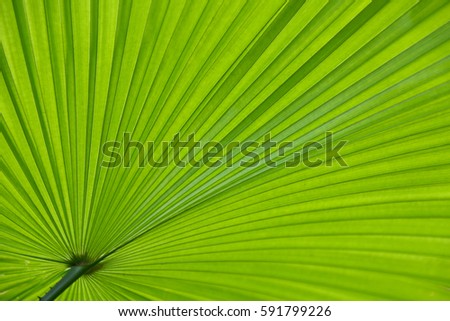 line and pattern of a big green leaf