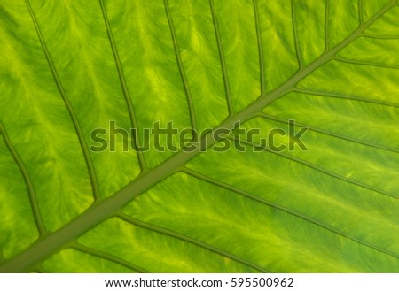 line and pattern of a big green leaf

